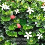Natal Plum Plant, Carissa grandiflora, Common Carissa, Carissa macrocarpa, Saharanpur Nursery Wholesale plant supplier, nursery in India, Landscaping company