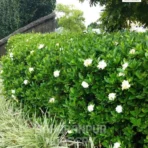 Natal Plum Plant, Carissa grandiflora, Common Carissa, Carissa macrocarpa, Saharanpur Nursery Wholesale plant supplier, nursery in India, Landscaping company