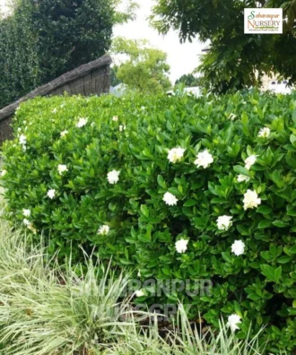 Natal Plum Plant, Carissa grandiflora, Common Carissa, Carissa macrocarpa, Saharanpur Nursery Wholesale plant supplier, nursery in India, Landscaping company