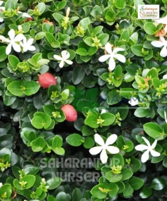 Natal Plum Plant, Carissa grandiflora, Common Carissa, Carissa macrocarpa, Saharanpur Nursery Wholesale plant supplier, nursery in India, Landscaping company