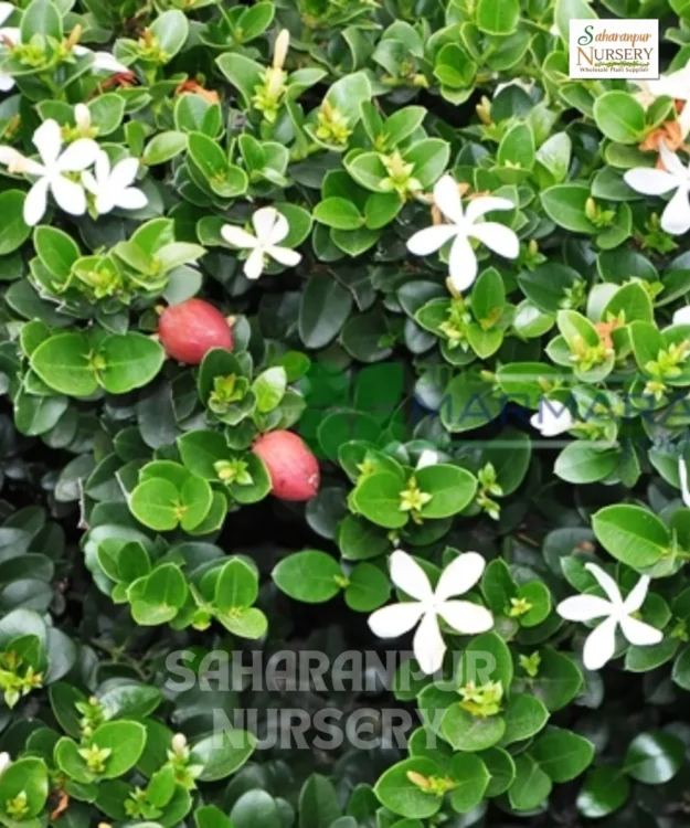 CARISSA GRANDIFLORA Natal Plum Plant, Carissa grandiflora, Common Carissa, Carissa macrocarpa, Saharanpur Nursery Wholesale plant supplier, nursery in India, Landscaping company
