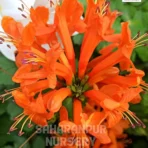 Cape Honeysuckle, Tecoma capensis, Orange Honeysuckle, orange tecomaria, Saharanpur Nursery Wholesale plant supplier, nursery in India, Landscaping company