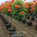 Cape Honeysuckle, Tecoma capensis, Orange Honeysuckle, orange tecomaria, Saharanpur Nursery Wholesale plant supplier, nursery in India, Landscaping company
