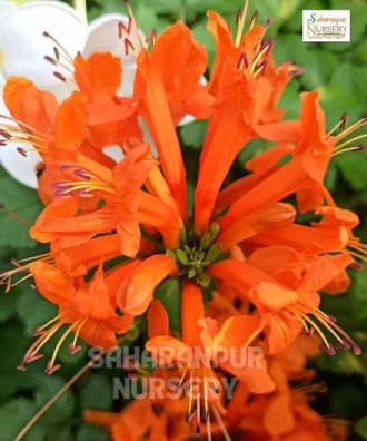 Cape Honeysuckle, Tecoma capensis, Orange Honeysuckle, orange tecomaria, Saharanpur Nursery Wholesale plant supplier, nursery in India, Landscaping company