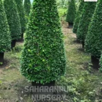 Carmona Cone Shape, Carmona Retusa, Fukien Tea Tree, Saharanpur Nursery Wholesale plant supplier, nursery in India, Landscaping company