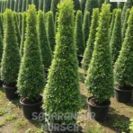 Carmona Cone Shape, Carmona Retusa, Fukien Tea Tree, Saharanpur Nursery Wholesale plant supplier, nursery in India, Landscaping company