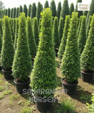Carmona Cone Shape, Carmona Retusa, Fukien Tea Tree, Saharanpur Nursery Wholesale plant supplier, nursery in India, Landscaping company
