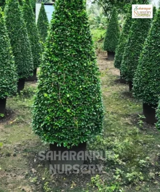 Carmona Cone Shape, Carmona Retusa, Fukien Tea Tree, Saharanpur Nursery Wholesale plant supplier, nursery in India, Landscaping company