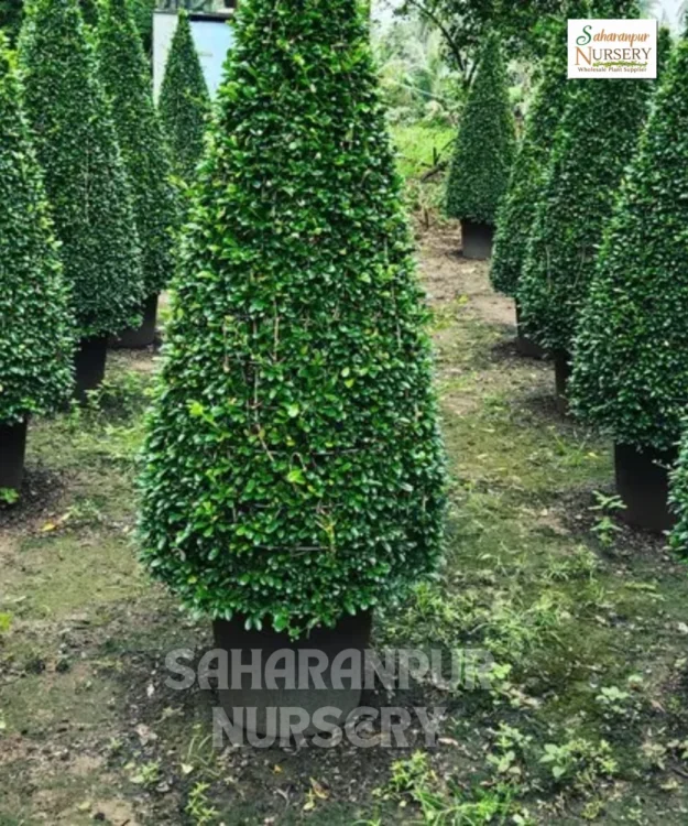 Carmona Cone Shape Carmona Cone Shape, Carmona Retusa, Fukien Tea Tree, Saharanpur Nursery Wholesale plant supplier, nursery in India, Landscaping company