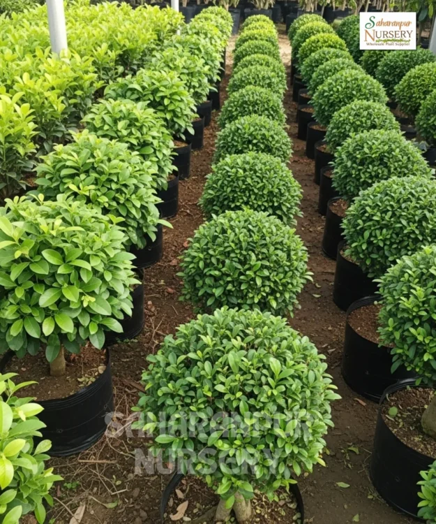 Malphigia Carmona Ball Shape, Carmona microphylla, Saharanpur Nursery Wholesale plant supplier, nursery in India, Landscaping company