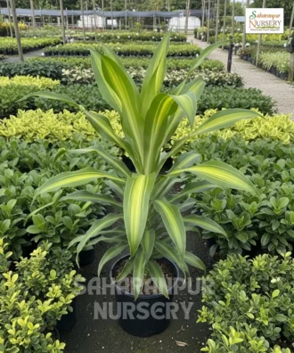 Dracaena Plant, Dragon Tree, Dracaena Draco, Ornamental Plant, Landscaping Plant, Indoor Plant, Saharanpur Nursery Wholesale plant supplier, nursery in India, Landscaping company