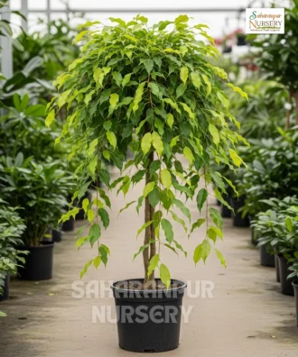 Ficus benjamina 'Monique', Weeping Fig or Benjamin Fig, Saharanpur Nursery Wholesale plant supplier, nursery in India, Landscaping company
