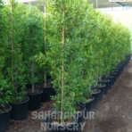 Ficus Nitida, Indian Laurel Tree, Cuban Laurel, Saharanpur Nursery Wholesale plant supplier, nursery in India, Landscaping company