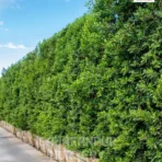 Ficus Nitida, Indian Laurel Tree, Cuban Laurel, Saharanpur Nursery Wholesale plant supplier, nursery in India, Landscaping company