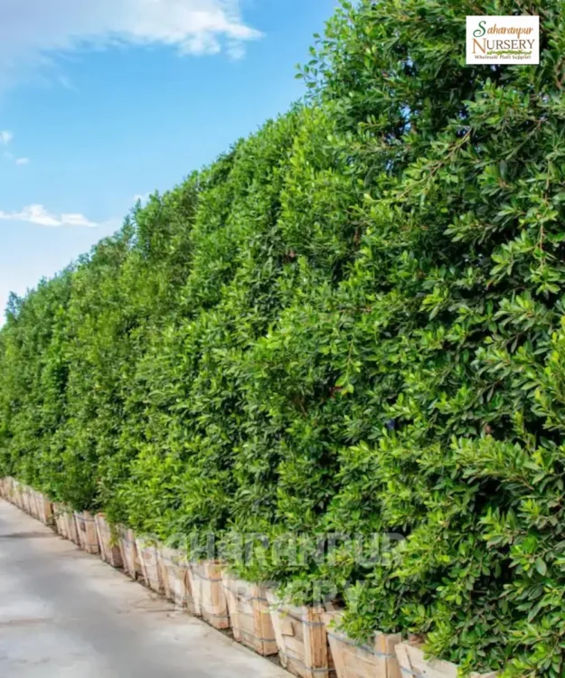Ficus Nitida (2) Ficus Nitida, Indian Laurel Tree, Cuban Laurel, Saharanpur Nursery Wholesale plant supplier, nursery in India, Landscaping company