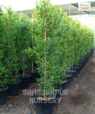 Ficus Nitida, Indian Laurel Tree, Cuban Laurel, Saharanpur Nursery Wholesale plant supplier, nursery in India, Landscaping company