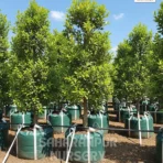 Ficus Microcarpa' Hilli Flash' Hill's weeping fig, Saharanpur Nursery Wholesale plant supplier, nursery in India, Landscaping company