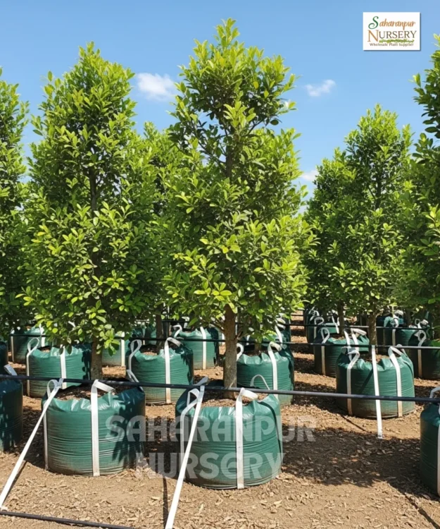 Ficus Microcarpa' Hilli Flash' Hill's weeping fig, Saharanpur Nursery Wholesale plant supplier, nursery in India, Landscaping company
