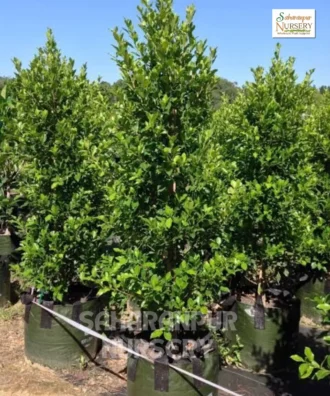 Ficus Microcarpa 'Hilli Flash' Hill's weeping fig, Saharanpur Nursery Wholesale plant supplier, nursery in India, Landscaping company