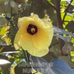 Sea Hibiscus, Hibiscus tiliaceus, tree mallow, Coastal Cottonwood