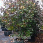 Sea Hibiscus, Hibiscus tiliaceus, tree mallow, Coastal Cottonwood