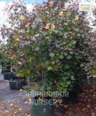 Sea Hibiscus, Hibiscus tiliaceus, tree mallow, Coastal Cottonwood