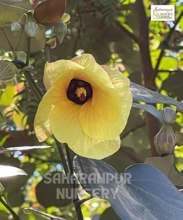 Sea Hibiscus, Hibiscus tiliaceus, tree mallow, Coastal Cottonwood