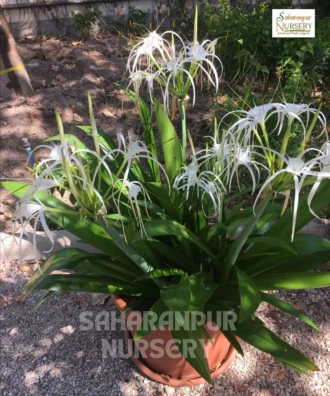 Hymenocallis littoralis, Beach spider lily, lirio de playa,
