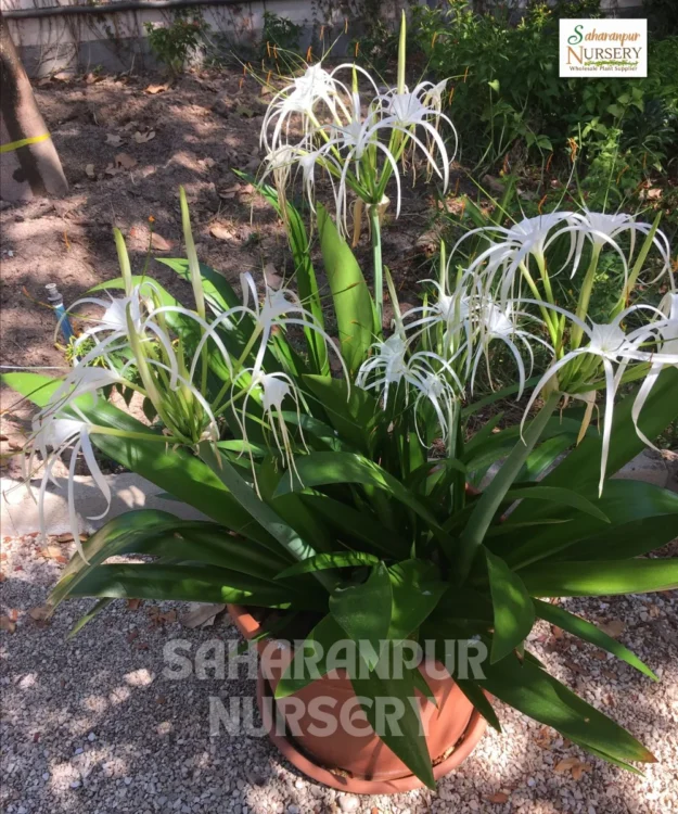 Hymenocallis littoralis, Beach spider lily, lirio de playa,