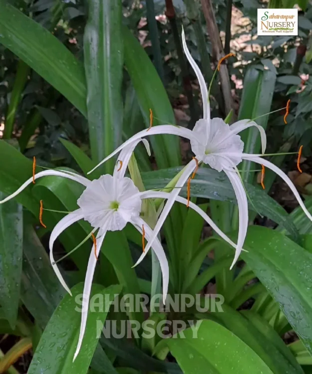 Hymenocallis littoralis, Beach spider lily, lirio de playa,