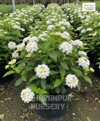 Lantana, Lantana camara ' white',