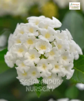 Lantana, Lantana camara ' white',
