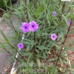 Ruellia simplex, Ruellia brittoniana, Mexican Petunia, Saharanpur Nursery Wholesale plant supplier, nursery in India, Landscaping company