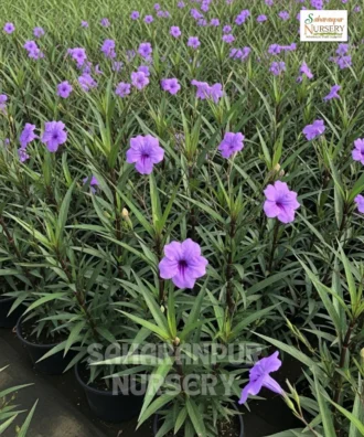 Ruellia simplex, Ruellia brittoniana, Mexican Petunia, Saharanpur Nursery Wholesale plant supplier, nursery in India, Landscaping company