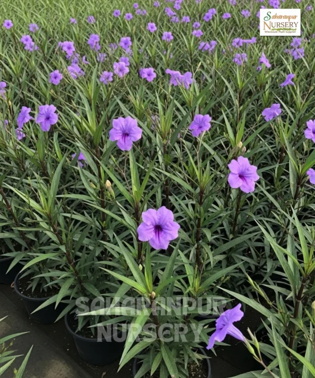 Ruellia simplex, Ruellia brittoniana, Mexican Petunia, Saharanpur Nursery Wholesale plant supplier, nursery in India, Landscaping company