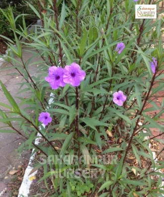 Ruellia simplex, Ruellia brittoniana, Mexican Petunia, Saharanpur Nursery Wholesale plant supplier, nursery in India, Landscaping company