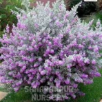 Nikadevia Ball Shape, leucophyllum plant, Nikotia, Texas Sage, Purple Sage, Barometer Bush