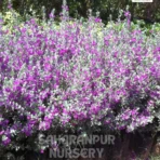Nikadevia, leucophyllum plant, Nikotia, Texas Sage, Purple Sage, Barometer Bush