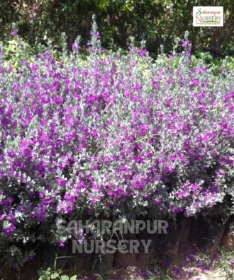 Nikadevia, leucophyllum plant, Nikotia, Texas Sage, Purple Sage, Barometer Bush