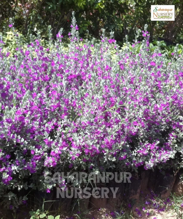 Nikadevia, leucophyllum plant, Nikotia, Texas Sage, Purple Sage, Barometer Bush