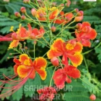 Peacock Flower, Caesalpinia pulcherrima, Red Bird of Paradise, Dwarf Poinciana, Saharanpur Nursery Wholesale plant supplier, nursery in India, Landscaping company