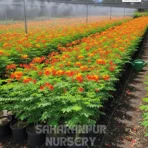 Peacock Flower, Caesalpinia pulcherrima, Red Bird of Paradise, Dwarf Poinciana, Saharanpur Nursery Wholesale plant supplier, nursery in India, Landscaping company