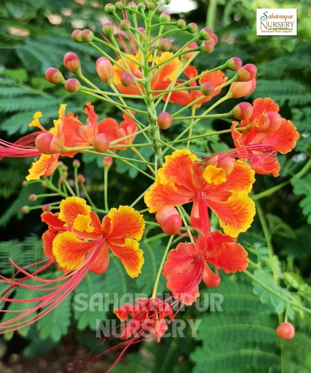 Peacock Flower, Caesalpinia pulcherrima, Red Bird of Paradise, Dwarf Poinciana, Saharanpur Nursery Wholesale plant supplier, nursery in India, Landscaping company