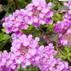 Pink Lantana, Lantana Montevidensis 'Pink', Trailing Lantana,