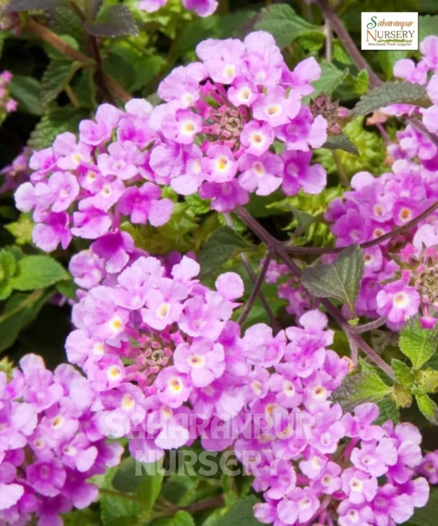 Pink Lantana, Lantana Montevidensis 'Pink', Trailing Lantana,