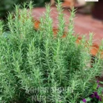Rosemary, Gulmehndi, Salvia rosmarinus, Rosmarinus officinalis