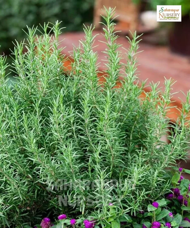Rosemary, Gulmehndi, Salvia rosmarinus, Rosmarinus officinalis