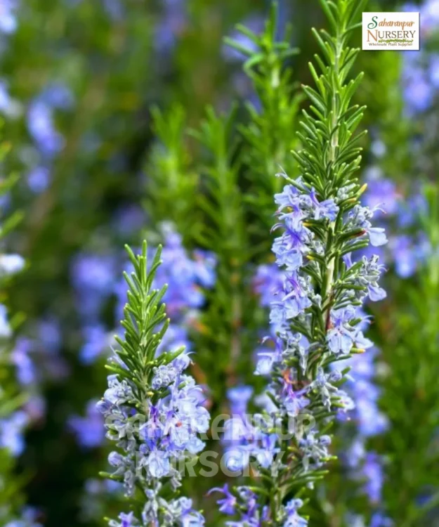 Rosemary, Gulmehndi, Salvia rosmarinus, Rosmarinus officinalis