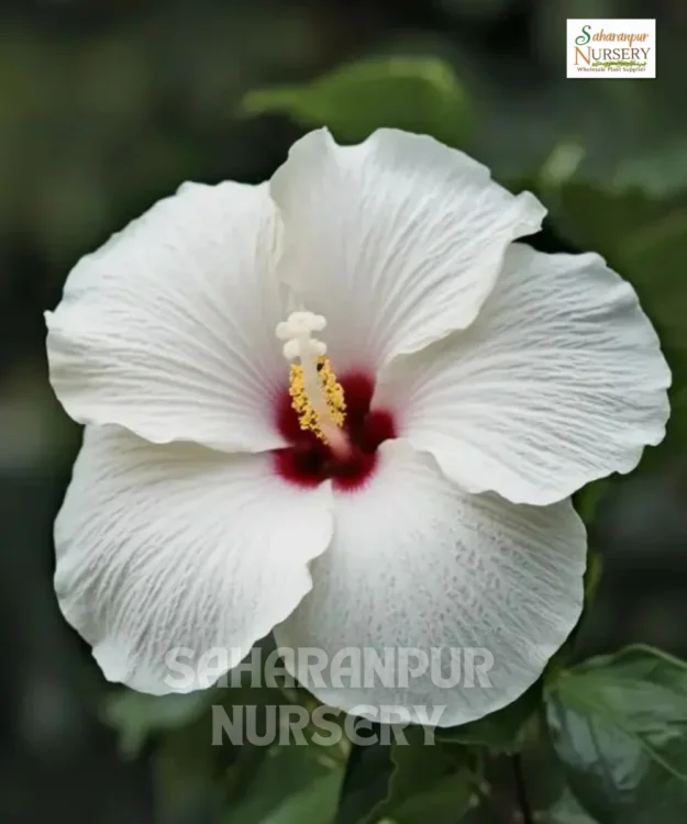 White Hibicus White Hibiscus, Hibiscus Rosa Sinensis 'white' , Chinese hibiscus, China Rose