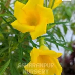 Cascabela thevetia, Thevetia peruviana, Yellow Oleander, Mexican Oleander, Kaner, Saharanpur Nursery Wholesale plant supplier, nursery in India, Landscaping company